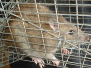 Wild rat infestation