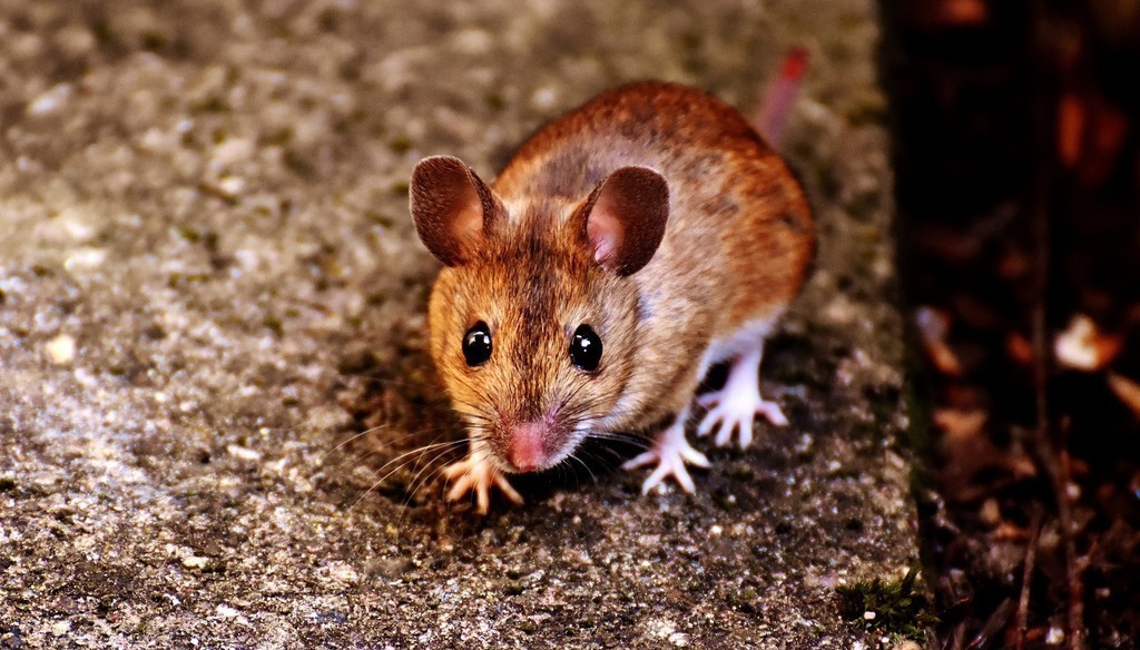 Mouse on the ground.
