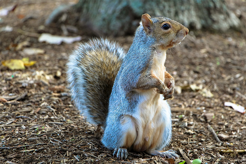 Squirrel problems in Daytona Beach